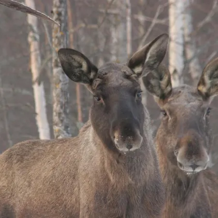 ホテル Overhalla Hotel 3*